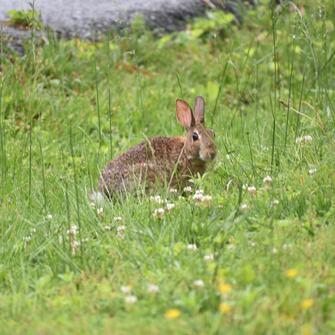 Animal Testing in Skincare Skin Irritation Test on Rabbits IREN